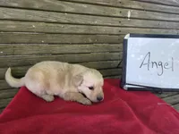 Angel, a female Golden Retriever for sale in Sumner, IL – 4 of 4
