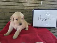 Rosie, a female Golden Retriever for sale in Sumner, IL – 3 of 4
