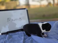 Maverick , a male Boston Terrier for sale in Sumner, IL – 3 of 4