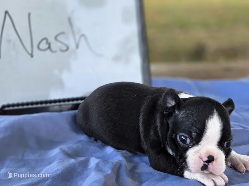 Nash, a male Boston Terrier for sale in Sumner, IL – 1 of 3