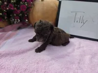Tilly , a female Cockapoo for sale in Sumner, IL – 2 of 4