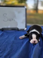 Saint, a male Boston Terrier for sale in Sumner, IL – 2 of 3