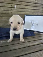Tom, a male Golden Retriever for sale in Sumner, IL – 3 of 4