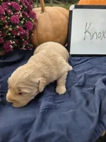 Knox, a male Golden Retriever for sale in Sumner, IL – 4 of 6