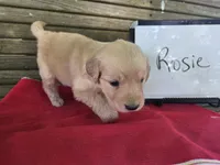 Rosie, a female Golden Retriever for sale in Sumner, IL – 4 of 4