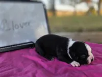 Clover , a female Boston Terrier for sale in Sumner, IL – 2 of 3