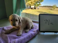 Mia, a female Golden Retriever for sale in Sumner, IL – Photo 2 of 3