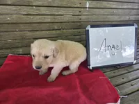 Angel, a female Golden Retriever for sale in Sumner, IL – 3 of 4