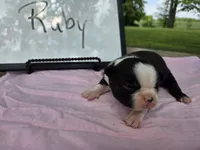 Ruby, a female Boston Terrier for sale in Sumner, IL – 3 of 4
