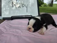Ruby, a female Boston Terrier for sale in Sumner, IL – 2 of 4