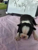 Ruby, a female Boston Terrier for sale in Sumner, IL – 4 of 4
