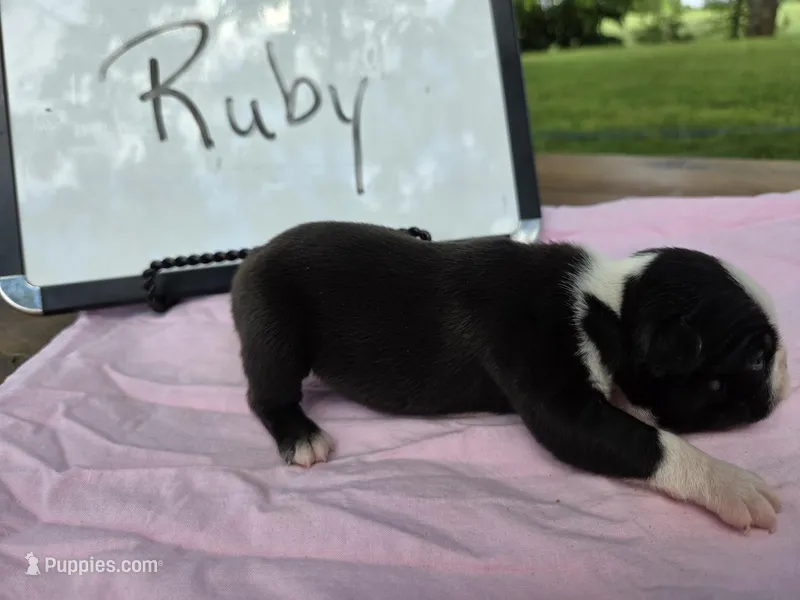 Ruby – Boston Terrier puppy for sale in Sumner, IL