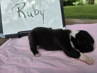 Ruby, a female Boston Terrier for sale in Sumner, IL – 1 of 4