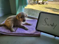 Sandy, a female Golden Retriever for sale in Sumner, IL – Photo 2 of 3