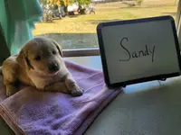 Sandy, a female Golden Retriever for sale in Sumner, IL – Photo 1 of 3