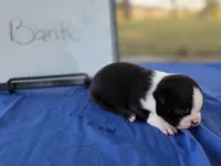 Banks, a male Boston Terrier for sale in Sumner, IL – 2 of 4