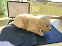 Leo, a male Golden Retriever for sale in Sumner, IL – Photo 2 of 3