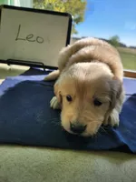 Leo, a male Golden Retriever for sale in Sumner, IL – Photo 1 of 3