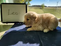 Leo, a male Golden Retriever for sale in Sumner, IL – Photo 3 of 3
