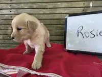 Rosie, a female Golden Retriever for sale in Sumner, IL – 1 of 4