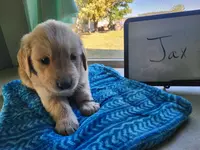 Jax, a male Golden Retriever for sale in Sumner, IL – Photo 2 of 3