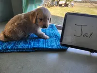 Jax, a male Golden Retriever for sale in Sumner, IL – Photo 3 of 3