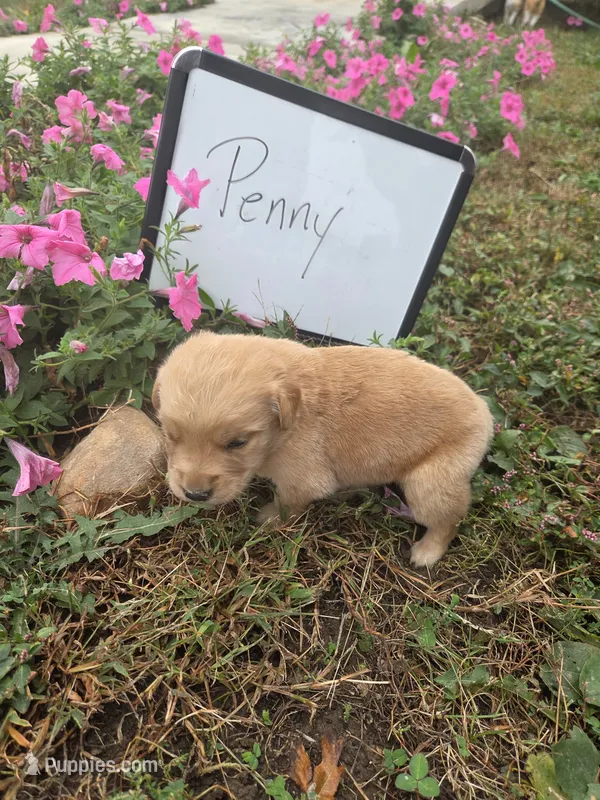 Penny – Golden Retriever puppy for sale in Sumner, IL