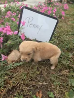 Penny, a female Golden Retriever for sale in Sumner, IL – 1 of 3