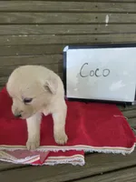 Coco, a female Golden Retriever for sale in Sumner, IL – 2 of 3