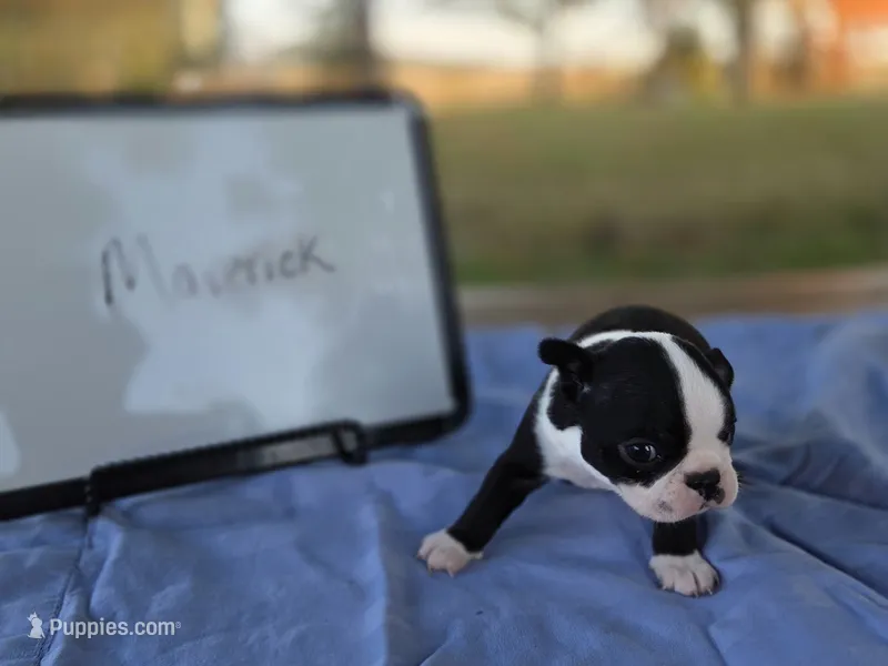 Maverick , a male Boston Terrier for sale in Sumner, IL – 1 of 4