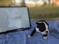 Maverick , a male Boston Terrier for sale in Sumner, IL – 1 of 4