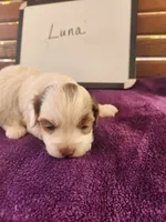 Luna, a female Cockapoo for sale in Sumner, IL – Photo 2 of 4