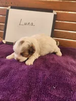 Luna, a female Cockapoo for sale in Sumner, IL – Photo 4 of 4