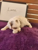 Luna, a female Cockapoo for sale in Sumner, IL – Photo 3 of 4