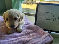 Dot, a female Golden Retriever for sale in Sumner, IL – Photo 3 of 3