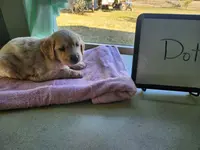 Dot, a female Golden Retriever for sale in Sumner, IL – Photo 1 of 3