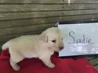 SADIE, a female Golden Retriever for sale in Sumner, IL – 4 of 4