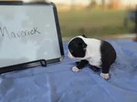 Maverick , a male Boston Terrier for sale in Sumner, IL – 4 of 4