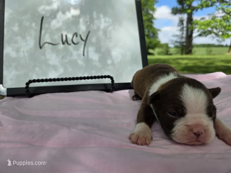 Lucy  – Boston Terrier puppy for sale in Sumner, IL