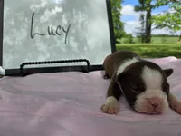 Lucy , a female Boston Terrier for sale in Sumner, IL – 1 of 3