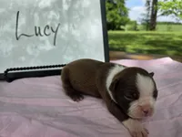Lucy , a female Boston Terrier for sale in Sumner, IL – 3 of 3