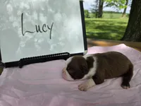 Lucy , a female Boston Terrier for sale in Sumner, IL – 2 of 3
