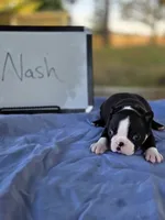 Nash, a male Boston Terrier for sale in Sumner, IL – 3 of 3