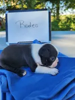 Rodeo, a male Boston Terrier for sale in Sumner, IL – Photo 3 of 3