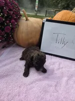 Tilly , a female Cockapoo for sale in Sumner, IL – 3 of 4
