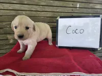Coco, a female Golden Retriever for sale in Sumner, IL – 3 of 3