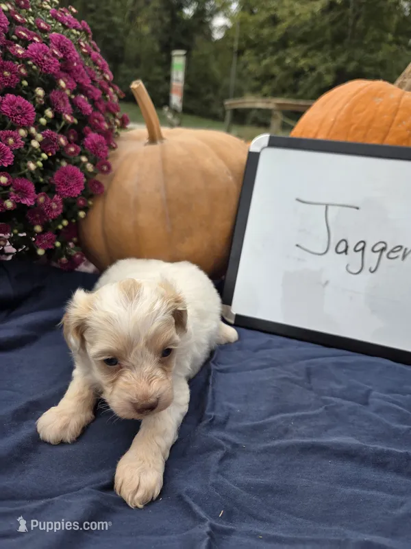Jagger – Cockapoo puppy for sale in Sumner, IL