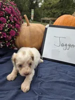 Jagger, a male Cockapoo for sale in Sumner, IL – 1 of 3