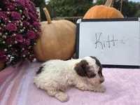 Kitt, a female Cockapoo for sale in Sumner, IL – 2 of 4