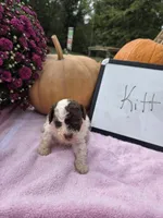 Kitt, a female Cockapoo for sale in Sumner, IL – 1 of 4